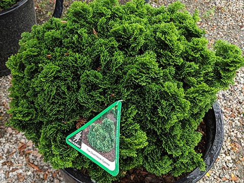 evergreen shrub