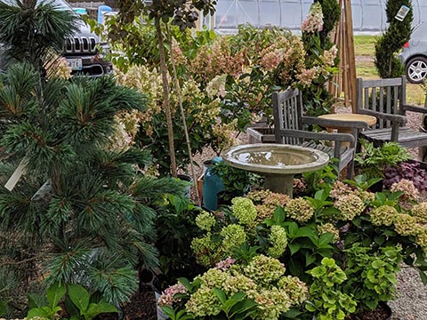 variety of plants and evergreens around a birdbath