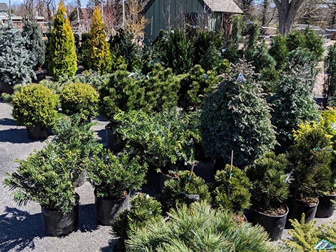 more shrubs and trees